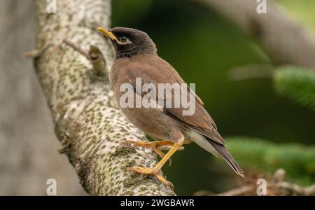 myna comune, Acridotheres tristis, arroccato sul ramo. In giardino in Australia. Foto Stock