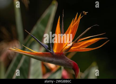 Fiore dell'uccello del paradiso, Strelitzia reginae, in fiore; Sudafrica. Foto Stock