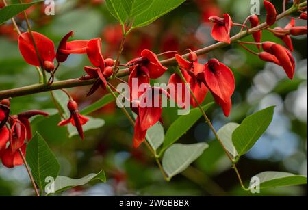 Cockscomb Coral Tree, Erythrina crista-galli, in fiore. Dal Sud America. Foto Stock