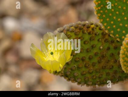 Orecchie di coniglio, Opuntia microdasys, cactus; in fiore, dal Messico. Foto Stock