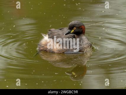 Grebe Australasiana, Tachybaptus novaehollandiae, da mangiare nel lago poco profondo, Melbourne. Foto Stock