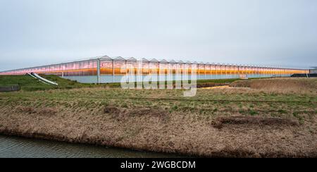 Ampia vista delle serre illuminate da luci a LED nell'area agricola Westland, nella parte occidentale dei Paesi Bassi. Foto Stock