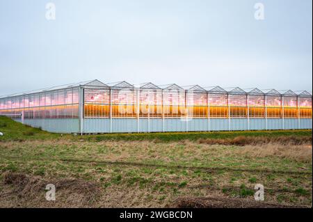 Le serre sono illuminate da luci a LED nell'area agricola di Westland, Paesi Bassi. Foto Stock