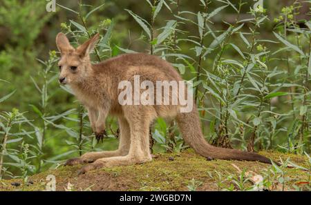 Giovane canguro di Forester, Macropus giganteus tasmaniensis, endemico della Tasmania. Foto Stock