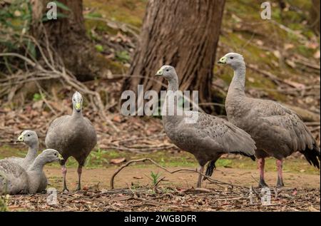 Gruppo di oche di Capo Barren, Cereopsis novaehollandiae, ai margini del bosco. Foto Stock