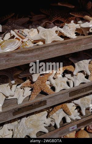 Primo piano, dettagli estivi, un sacco di conchiglie e stelle marine. Souvenir esotici su uno scaffale di legno Foto Stock