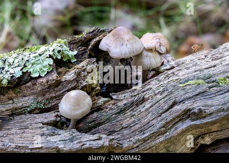Common Bonnet, Mycena galericulata, New Forest, Hampshire, Regno Unito Foto Stock