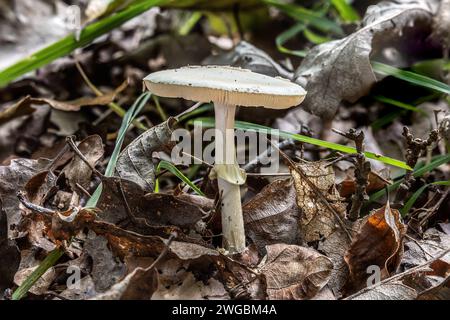 Distruggendo Angel, New Forest, Hampshire, Regno Unito Foto Stock