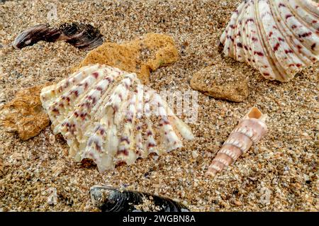 Guscio di mare Hippopus hippopus su una sabbia gialla Foto Stock