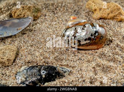 Chiocciola perlina di Turbo sarmaticus turbante sudafricano sulla sabbia Foto Stock