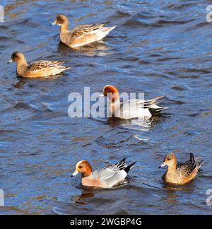 Il Wigeon è un visitatore invernale delle coste del Regno Unito. Si riproducono più a nord e trascorrono l'inverno intorno alla costa. Foto Stock