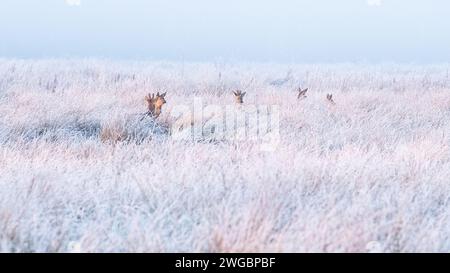 Cervi di capriolo in piedi nel campo di erba ghiacciata al tramonto - Scozia, Regno Unito Foto Stock