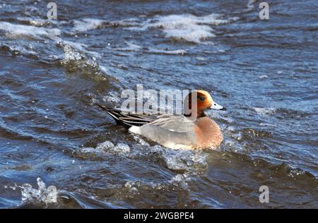 Il Wigeon è un visitatore invernale delle coste del Regno Unito. Si riproducono più a nord e trascorrono l'inverno intorno alla costa, piuttosto felici nel surf Foto Stock