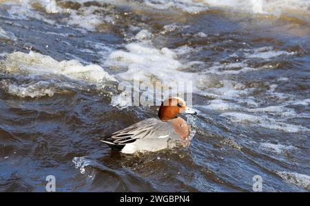 Il Wigeon è un visitatore invernale delle coste del Regno Unito. Si riproducono più a nord e trascorrono l'inverno intorno alla costa, piuttosto felici nel surf Foto Stock