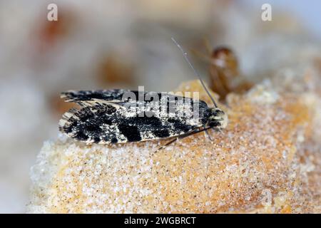 Verme da grano europeo o falena da grano europea (Nemapogon granella). Una falena su un panino in cui vivevano i caterpillars. Foto Stock