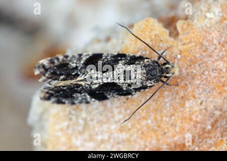 Verme da grano europeo o falena da grano europea (Nemapogon granella). Una falena su un panino in cui vivevano i caterpillars. Foto Stock