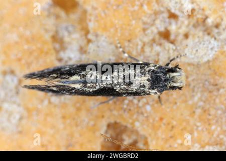 Verme da grano europeo o falena da grano europea (Nemapogon granella). Una falena su un panino in cui vivevano i caterpillars. Foto Stock