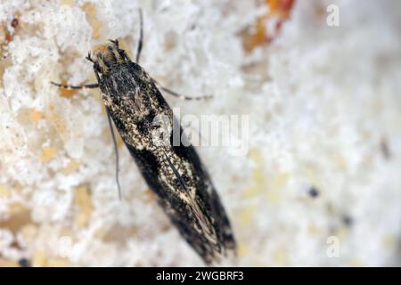 Verme da grano europeo o falena da grano europea (Nemapogon granella). Foto Stock