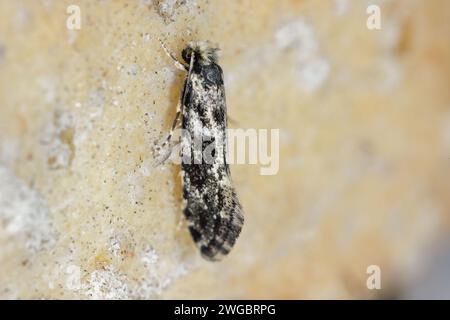 Verme da grano europeo o falena da grano europea (Nemapogon granella). Una falena su un panino in cui vivevano i caterpillars. Foto Stock