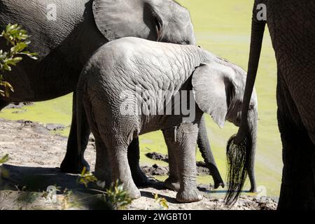 Primo piano di tre elefanti in piedi accanto a una sorgente, il Kruger National Park, Sudafrica Foto Stock