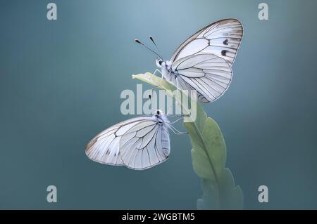 Primo piano di due farfalle bianche su una foglia, Indonesia Foto Stock