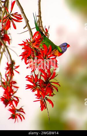 Primo piano di un Lorikeet arcobaleno (Trichoglossus haematodus) che si nutre dei fiori di un albero di corallo (Erythrina sykesii), Perth, Australia Occidentale, Australia Foto Stock