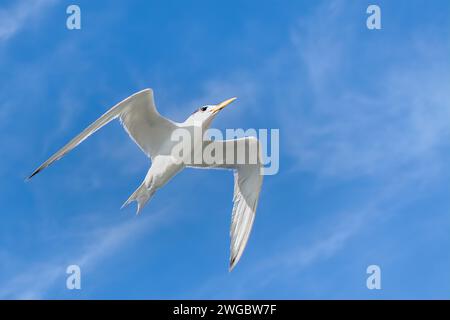 Vista ad angolo basso di un Tern fronte bianco (Sterna striata) in volo, Australia Foto Stock