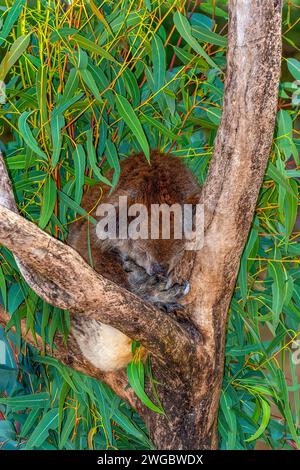 Primo piano Ritratto di un koala che dorme in un albero di eucalipto, Australia Occidentale, Australia Foto Stock