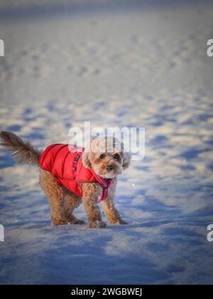 Un giovane cane Cavapoo che gioca sulla neve con una copertina rossa a Ludvika City, Svezia Foto Stock