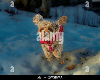 Un giovane cane Cavapoo che gioca sulla neve con una copertina rossa a Ludvika City, Svezia Foto Stock