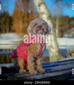Un giovane cane Cavapoo che gioca sulla neve con una copertina rossa a Ludvika City, Svezia Foto Stock