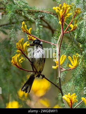 New Holland Honeyeater (Phylidonyris novaehollandiae) arroccato su un ramo con i fiori di Kangaroo Paw, Australia Foto Stock