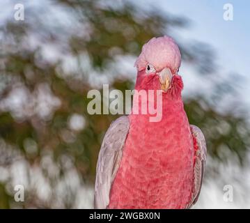 Ritratto ravvicinato di un galah rosa (Eolophus roseicapilla), Australia Foto Stock