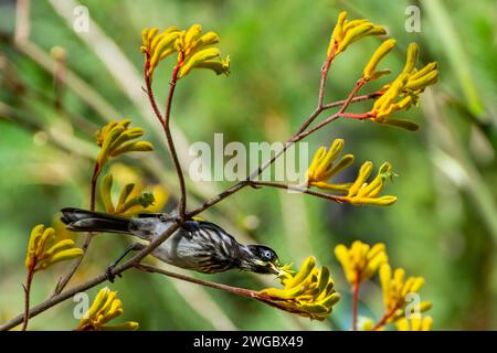 New Holland Honeyeater (Phylidonyris novaehollandiae) arroccato su un ramo con i fiori di Kangaroo Paw, Australia Foto Stock