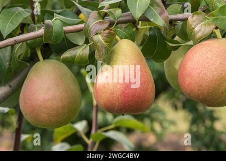Pere su un albero (Pyrus communis "Nordhaeuser Winterforelle"), pere, pere, frutta, frutta Foto Stock