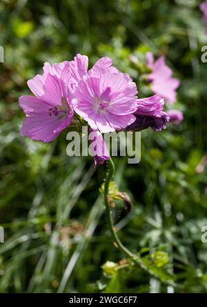 MALVA MOSCHATA il mallow muschiato o muschiato-mallow Foto Stock