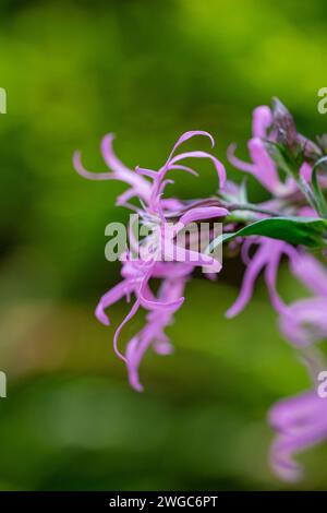 Dettaglio ravvicinato di un ammasso di fiori di Robin ragionato (Silene flos-cuculi) che cresce in un prato del Devon settentrionale. Foto Stock