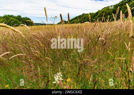 Low Angle View in a Devon Meadow all'inizio dell'estate. I fiori e le erbe del prato sono stati impollinati e stanno preparando i semi. Foto Stock