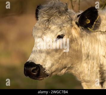 British White Cow a Hickling Foto Stock