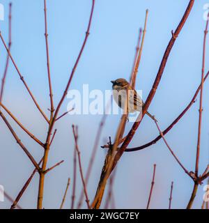 Passero domestico Foto Stock