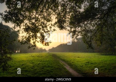 Sentiero pedonale e prato circondato da maestosi alberi di quercia illuminati dalla luce del sole al tramonto a st Annes Park, Dublino, Irlanda Foto Stock