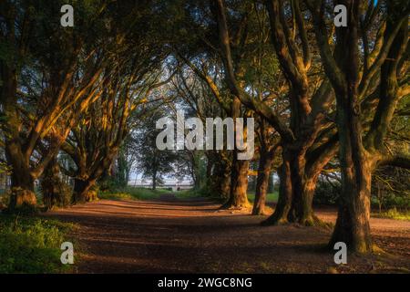 Sentiero circondato da maestosi alberi di quercia illuminati dalla luce del sole al tramonto nel st Annes Park, Dublino, Irlanda Foto Stock