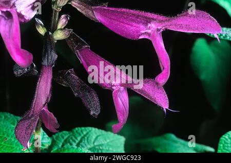 Salvia guaranitica cv. Nero e blu); Lamiaceae; erba perenne, pianta ornamentale; viola floreale. Foto Stock