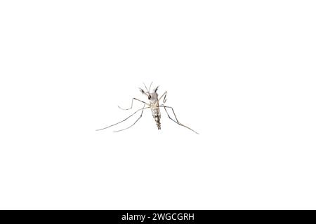 Aedes Mosquitoes, zanzara della casa comune giace sulla schiena. Isolato su sfondo bianco Foto Stock