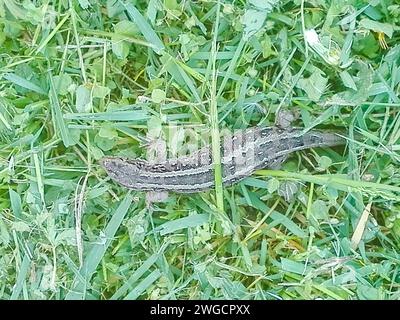 Lucertola orientale nell'erba, crogiolandosi al sole. Foto Stock