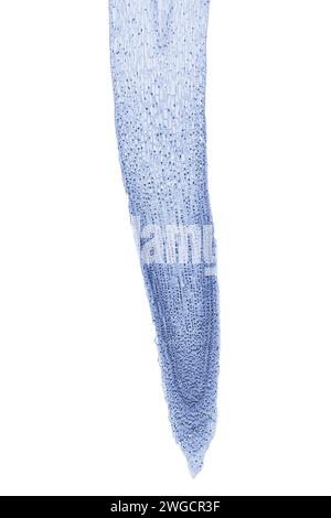 Punta della radice di cipolla, Allium cepa, che mostra tutti gli stadi della mitosi, sezione longitudinale, micrografo leggero 20X. Tagliare la punta della radice di una cipolla in senso longitudinale. Foto Stock