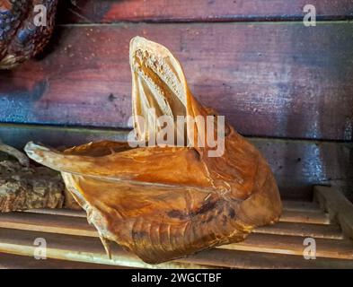 teschio di luccio essiccato a bocca aperta su un ripiano di legno. Foto Stock