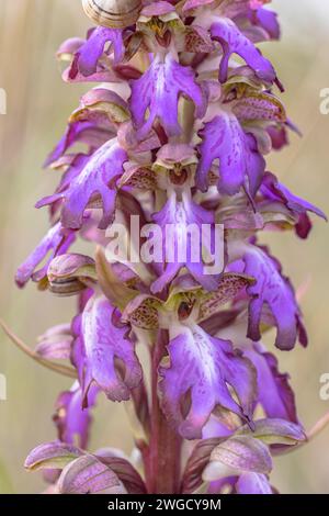 Orchidea di Hyacint (Himantoglossum robertianum) fiorente nel bacino mediterraneo del Parco Nazionale della Camargue. Francia Foto Stock