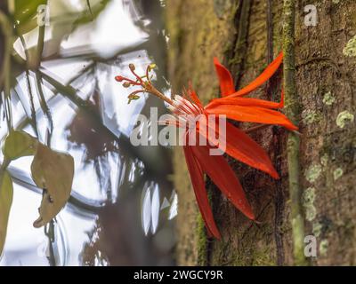 Il fiore di passione profumato rosso (Passiflora vitifolia) è una specie di Passiflora, originaria dell'America centrale meridionale e del Sud America nordoccidentale. Bloom Foto Stock