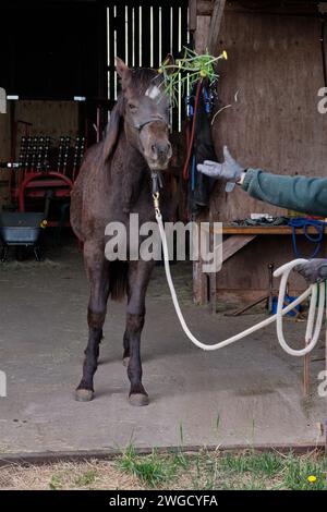 In inverno, a Skaraborg in Svezia, si trova il bellissimo puledro di cavalli del quartiere americano Foto Stock